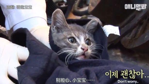 小貓不知媽媽死了，把撿到的肉餵給媽媽，自己胃裡全是石頭跟樹枝