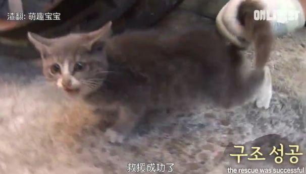 小貓不知媽媽死了，把撿到的肉餵給媽媽，自己胃裡全是石頭跟樹枝