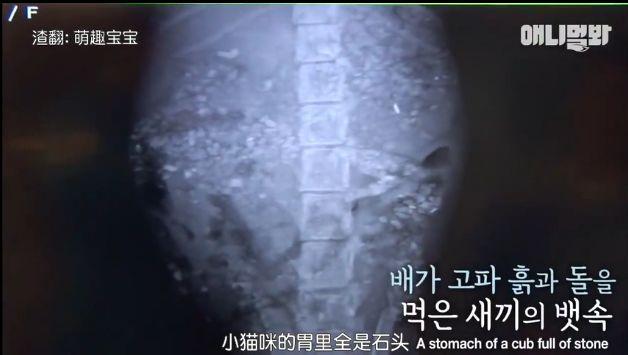 小貓不知媽媽死了，把撿到的肉餵給媽媽，自己胃裡全是石頭跟樹枝