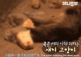 小貓不知媽媽死了，把撿到的肉餵給媽媽，自己胃裡全是石頭跟樹枝