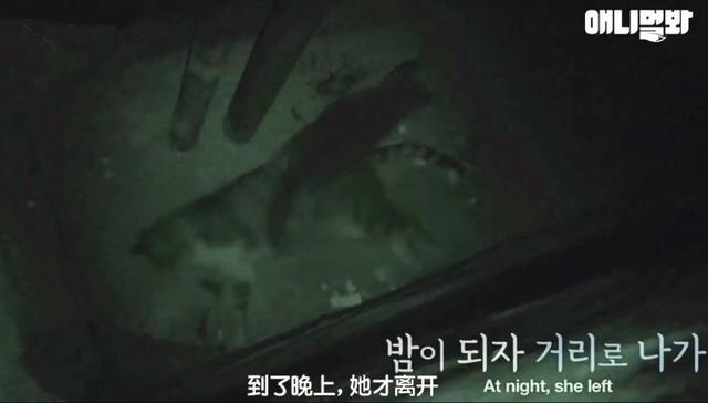 小貓不知媽媽死了，把撿到的肉餵給媽媽，自己胃裡全是石頭跟樹枝