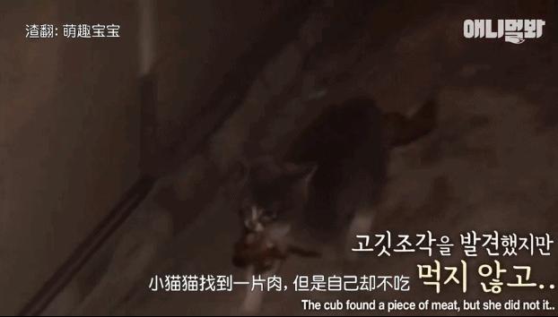 小貓不知媽媽死了，把撿到的肉餵給媽媽，自己胃裡全是石頭跟樹枝