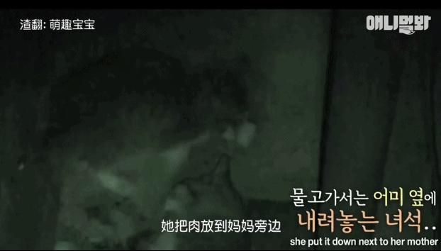 小貓不知媽媽死了，把撿到的肉餵給媽媽，自己胃裡全是石頭跟樹枝