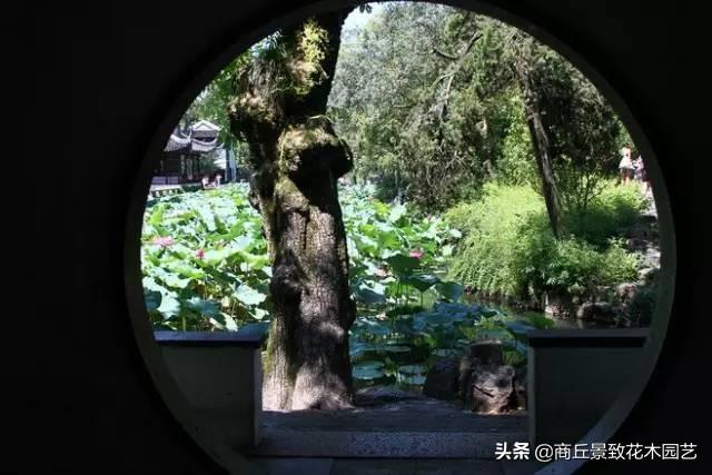 做古典園林景觀設計，這些植物怎可不知？