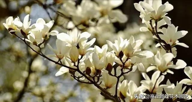 做古典園林景觀設計，這些植物怎可不知？