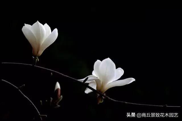 做古典園林景觀設計，這些植物怎可不知？