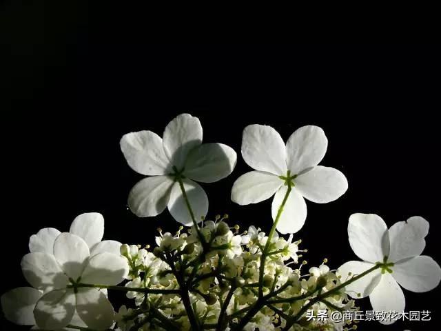 做古典園林景觀設計，這些植物怎可不知？