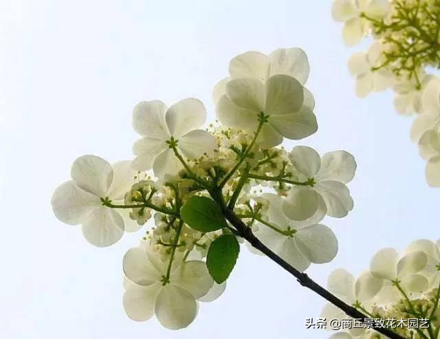 做古典園林景觀設計，這些植物怎可不知？