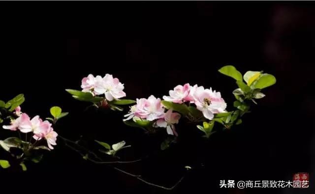 做古典園林景觀設計，這些植物怎可不知？