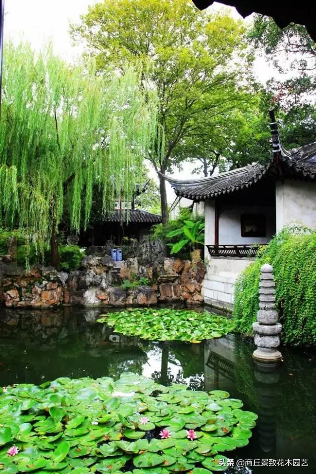 做古典園林景觀設計，這些植物怎可不知？