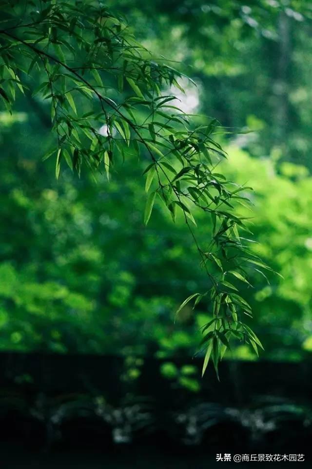 做古典園林景觀設計，這些植物怎可不知？