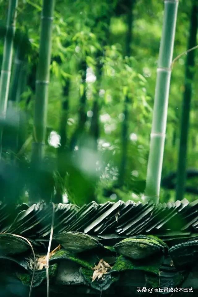 做古典園林景觀設計，這些植物怎可不知？