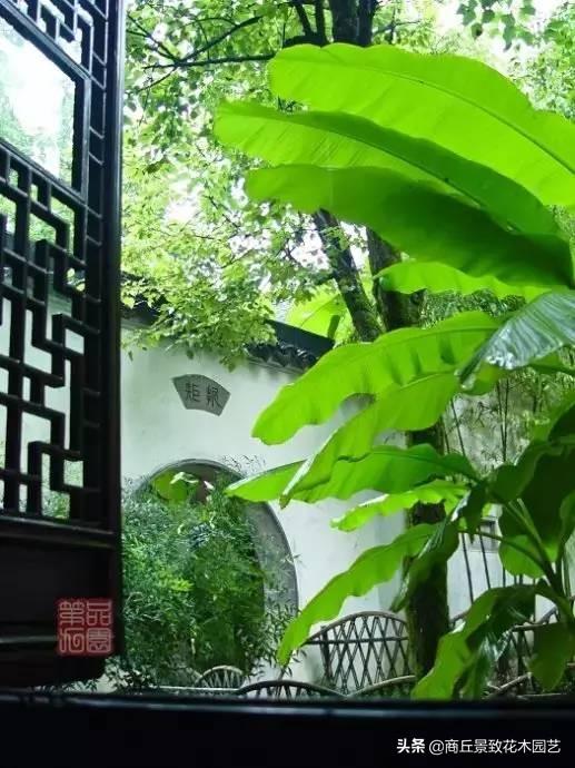 做古典園林景觀設計，這些植物怎可不知？