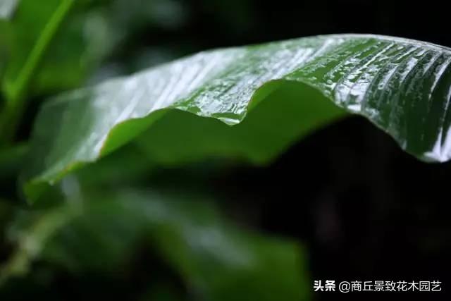做古典園林景觀設計，這些植物怎可不知？