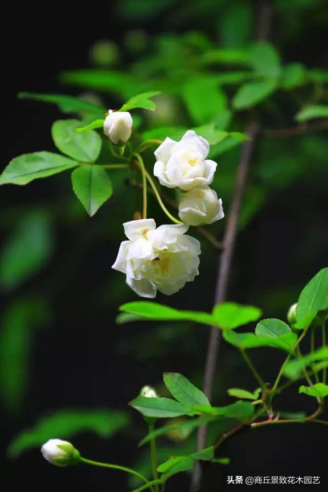 做古典園林景觀設計，這些植物怎可不知？