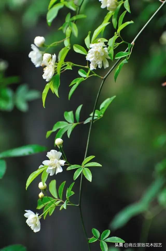 做古典園林景觀設計，這些植物怎可不知？