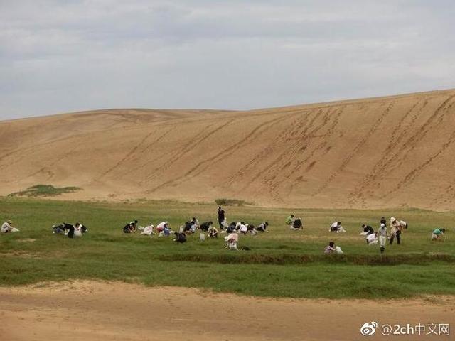 日本網民吐槽：日本鳥取沙丘草原化，於是當地開始除草以維持沙丘