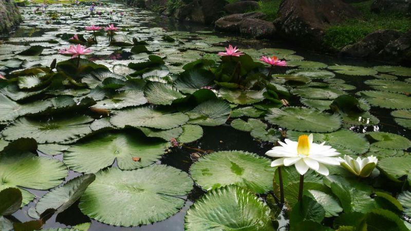 精選6大夏日荷花美景！搭大眾運輸輕鬆賞花去