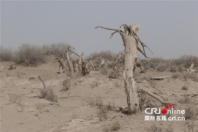 沉睡在塔克拉瑪干沙漠裡的胡楊林