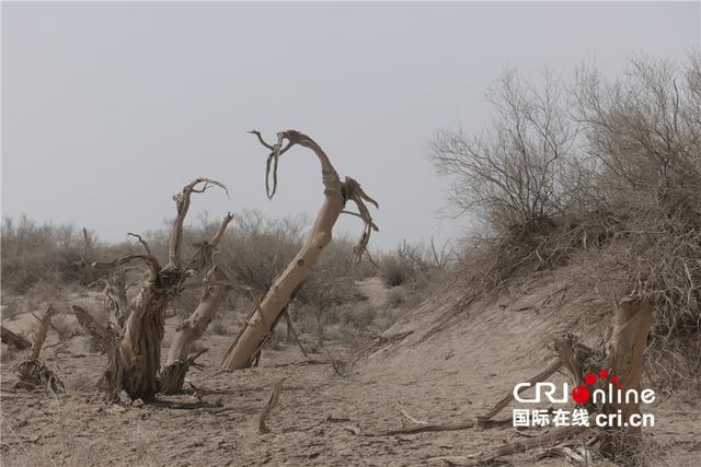 沉睡在塔克拉瑪干沙漠裡的胡楊林