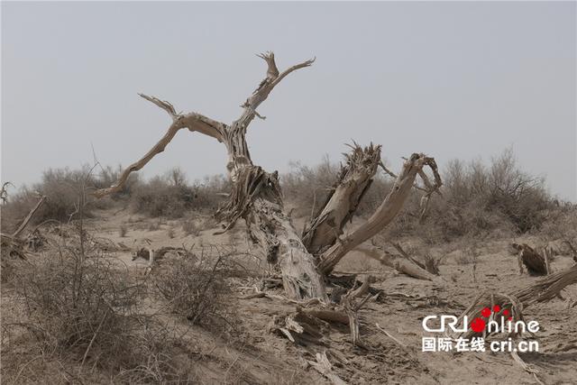 沉睡在塔克拉瑪干沙漠裡的胡楊林