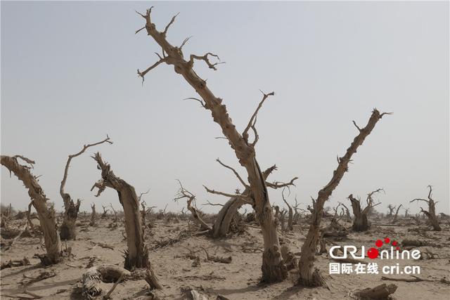 沉睡在塔克拉瑪干沙漠裡的胡楊林