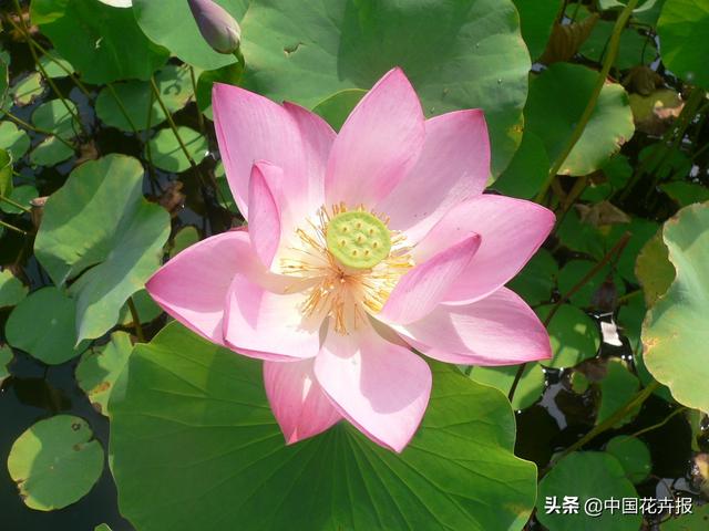 清涼夏日，你不只需要空調和西瓜，還有這份京城賞荷攻略