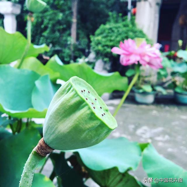 清涼夏日，你不只需要空調和西瓜，還有這份京城賞荷攻略