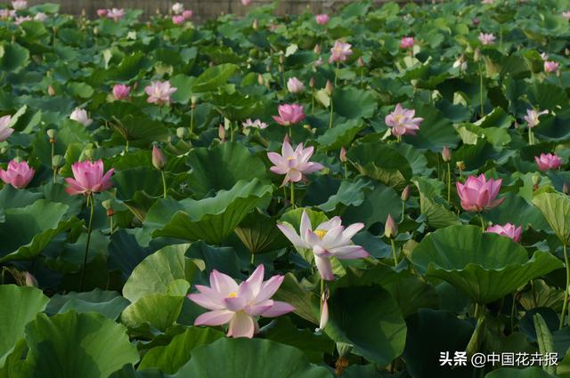 清涼夏日，你不只需要空調和西瓜，還有這份京城賞荷攻略
