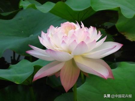清涼夏日，你不只需要空調和西瓜，還有這份京城賞荷攻略
