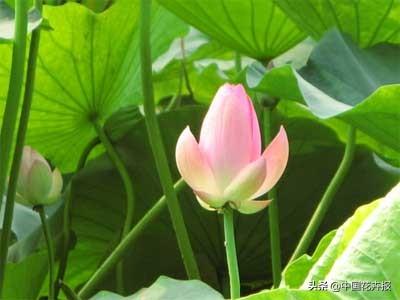 清涼夏日，你不只需要空調和西瓜，還有這份京城賞荷攻略