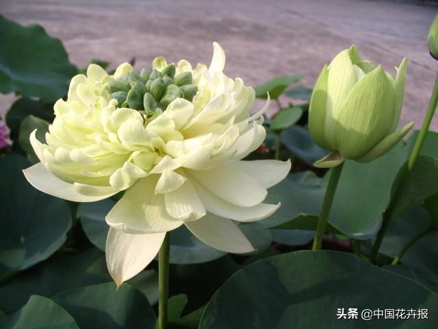 清涼夏日，你不只需要空調和西瓜，還有這份京城賞荷攻略