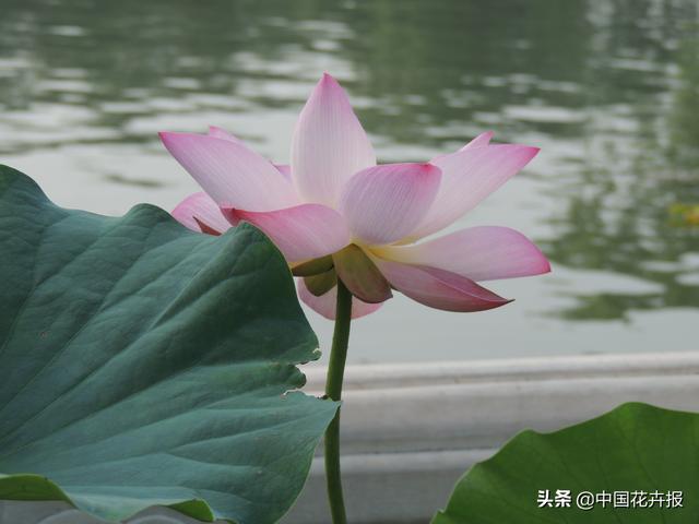 清涼夏日，你不只需要空調和西瓜，還有這份京城賞荷攻略