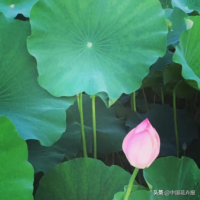 清涼夏日，你不只需要空調和西瓜，還有這份京城賞荷攻略