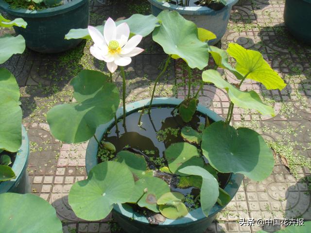 清涼夏日，你不只需要空調和西瓜，還有這份京城賞荷攻略