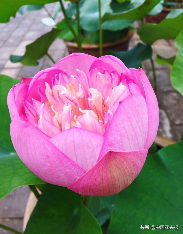 清涼夏日，你不只需要空調和西瓜，還有這份京城賞荷攻略