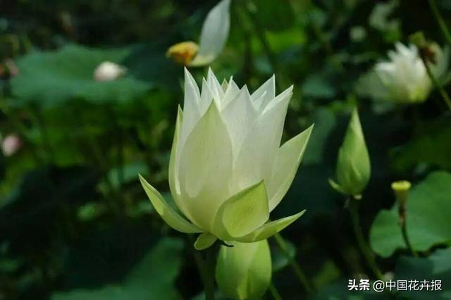 清涼夏日，你不只需要空調和西瓜，還有這份京城賞荷攻略