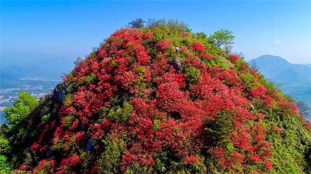 安徽旌德鐵帽山：高山杜鵑盛放
