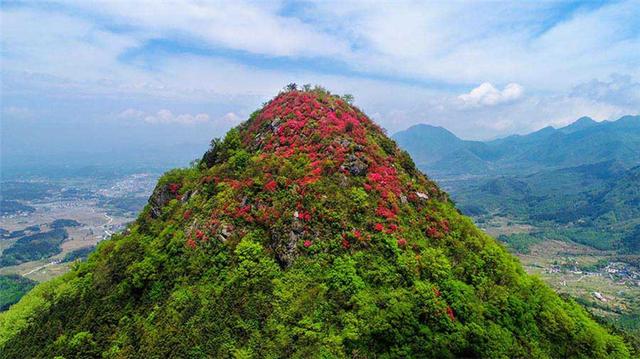 安徽旌德鐵帽山：高山杜鵑盛放