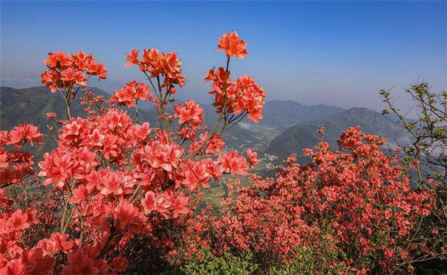 安徽旌德鐵帽山：高山杜鵑盛放