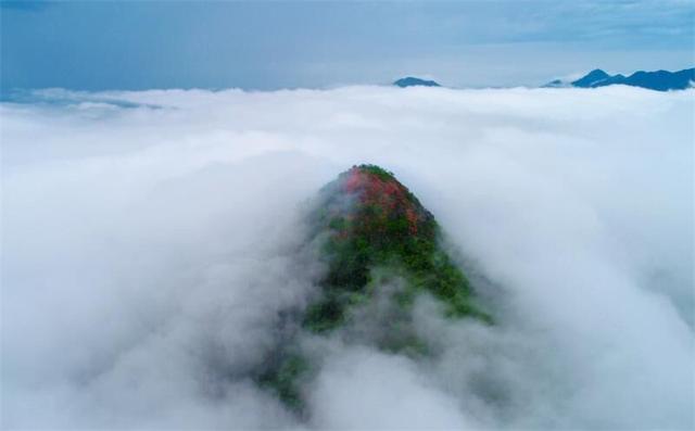 安徽旌德鐵帽山：高山杜鵑盛放