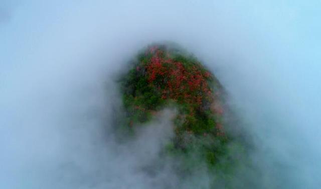 安徽旌德鐵帽山：高山杜鵑盛放