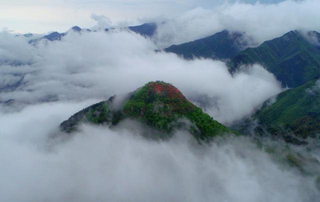 安徽旌德鐵帽山：高山杜鵑盛放