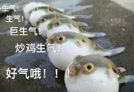 日本因吃河豚中毒死亡6000多人，為啥日本人還是喜歡吃河豚？