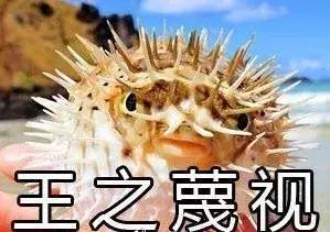日本因吃河豚中毒死亡6000多人，為啥日本人還是喜歡吃河豚？