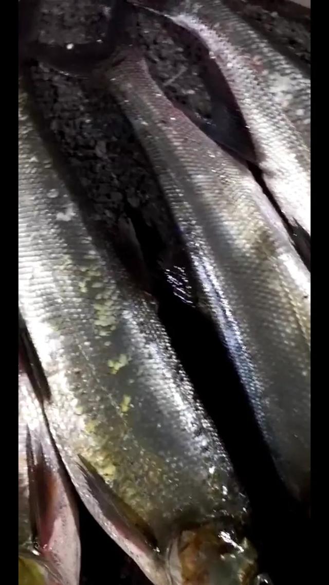 傳說當中的噘嘴魚，東北俗稱大島子！大白魚！三花一島，要吃就吃
