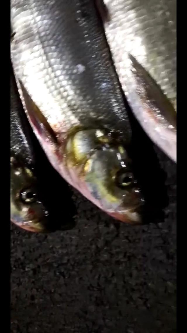 傳說當中的噘嘴魚，東北俗稱大島子！大白魚！三花一島，要吃就吃