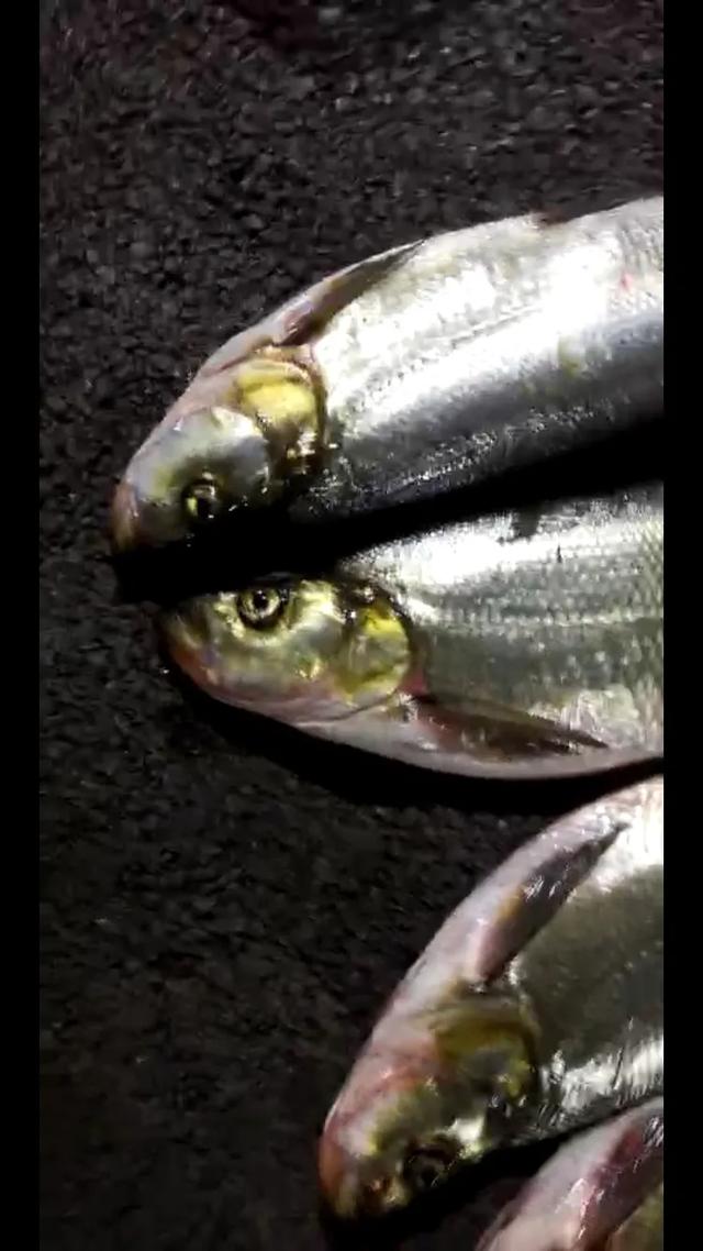 傳說當中的噘嘴魚，東北俗稱大島子！大白魚！三花一島，要吃就吃