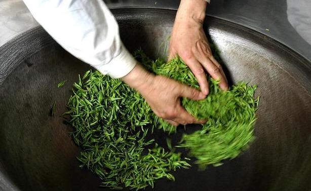 這種茶竟是綠茶中極品？集合清香、花香、甜香三香合一