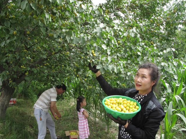 果兒為什麼那樣甜？情誼為什麼那樣深？